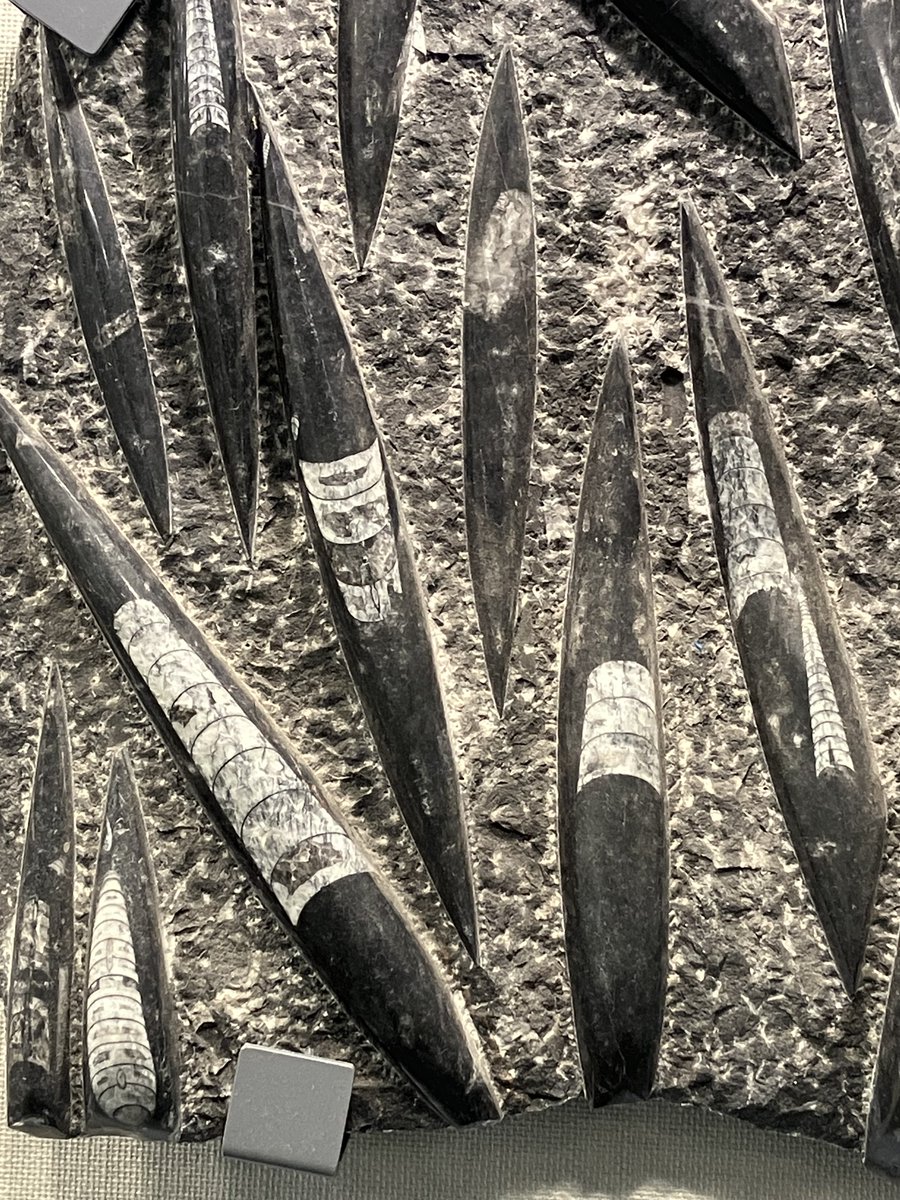 1月11日は一年の中でも記念日が多く、特に直線や棒状のものの記念日としてたくさん発信されていますね😆

当館にはオルソセラスという棒状の殻を持つ頭足類が展示されています。

今日はオルソセラスの記念日ではないですが、数字の1にちょっと似ているので、皆さんにぜひ知ってもらいたい古生物です！