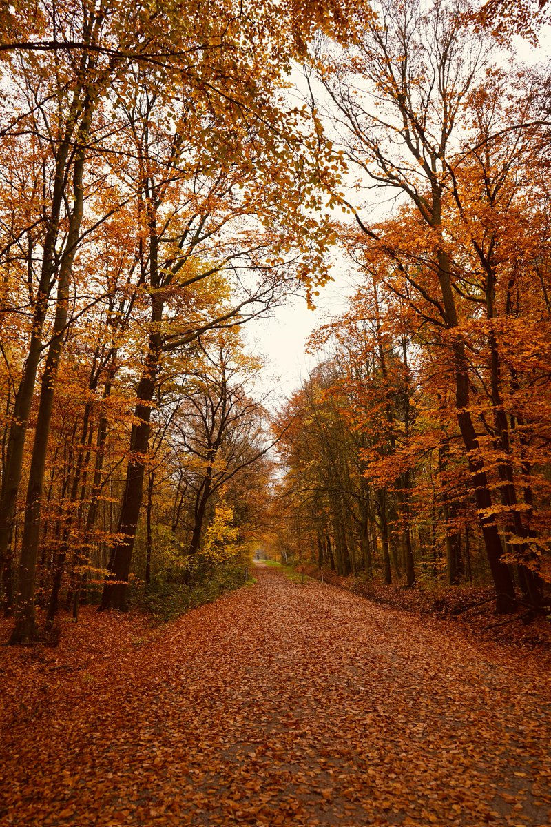 MESSAI_Bill's tweet image. Good Tuesday🍂 #TuesdayVibes