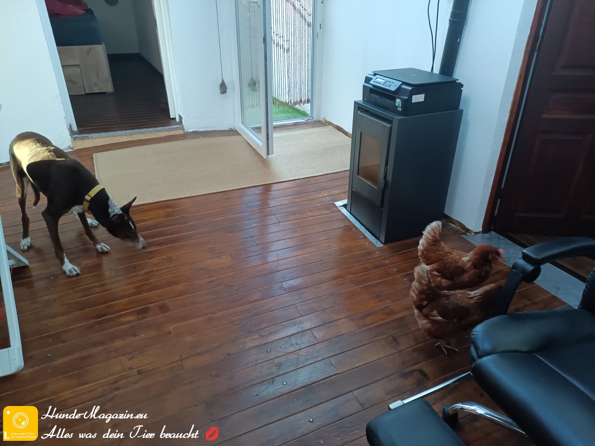 brettermacher's tweet image. Wenn die Hühner morgens die Eier bringen