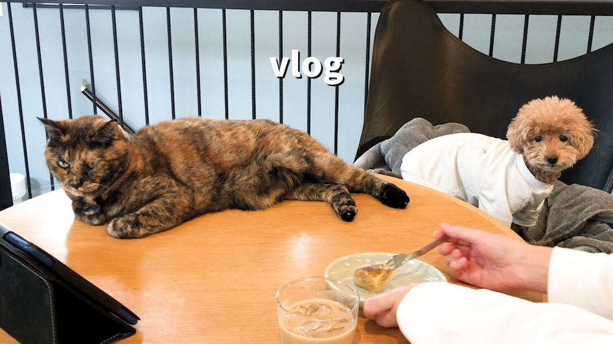 サビ猫三姉妹 (@matsugorookoku) / Posts / X