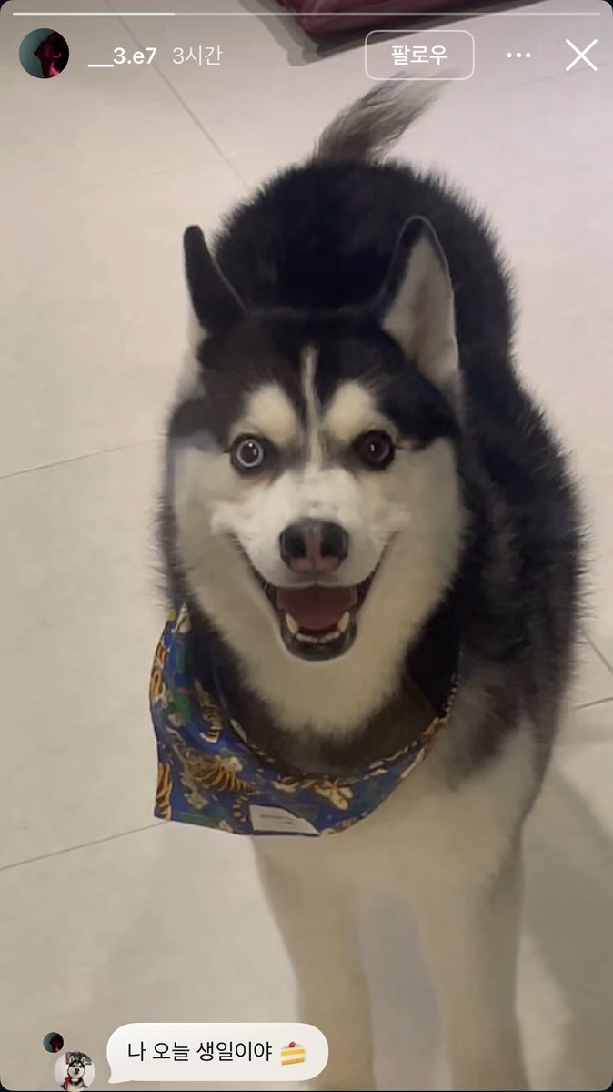 빼빼로데이엔 잭슨이를 백배로 사랑해주기