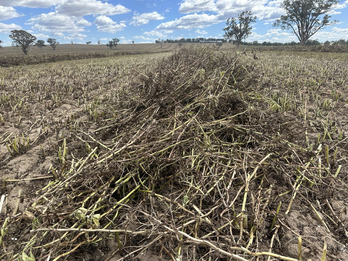 Growmore Agronomy Services tweet media