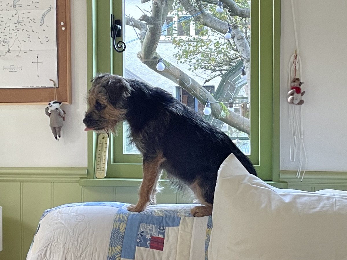 Tongue out Tuesday greetings pals