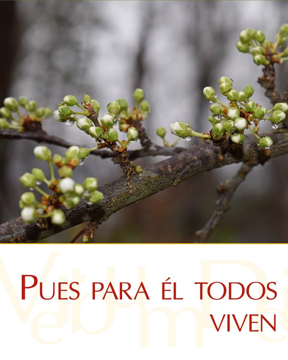 #22deNoviembre ¡Buenos días! Este sábado de la XXXIII Semana del #TiempoOrdinario compartimos el #EvangelioDeHoy según san Lucas 20, 27-40. Puedes leerlo aquí: vaticannews.va/es/evangelio-d…