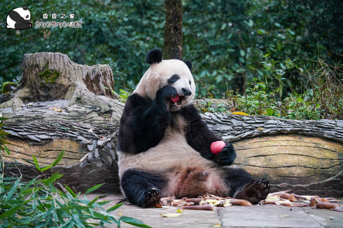 シャンシャン様のにさいシャンちゃん♡たちからのリクエストペロシャン 今日午後アフタヌーンティのおリンゴとお団子はおいしくて、お姫様は