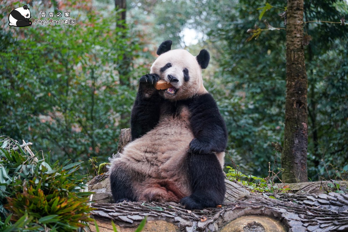 今日午後アフタヌーンティのおリンゴとお団子はおいしくて、お姫様は