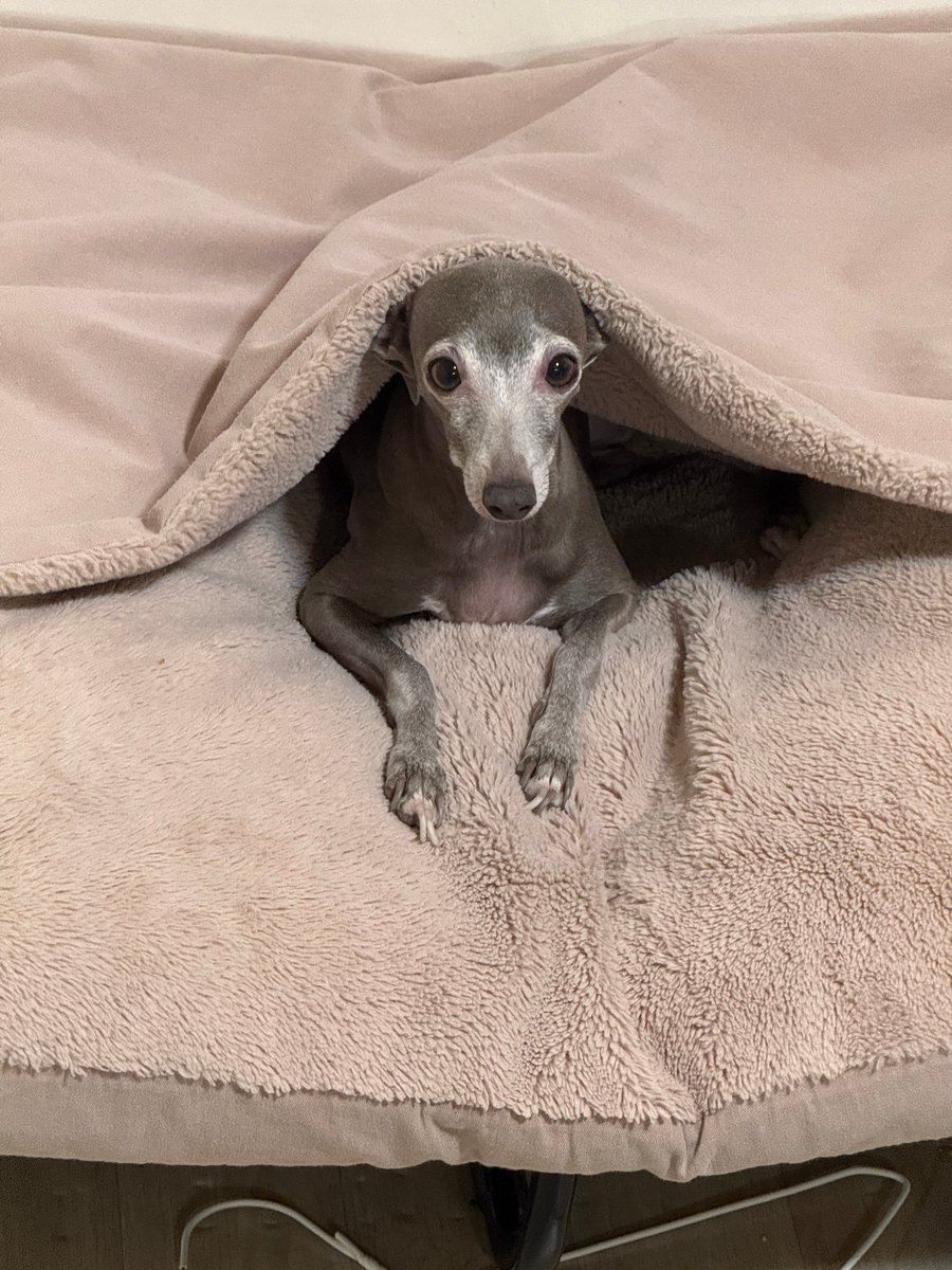 spillthevins's tweet photo. 251111 🦌🐶💬 17:22 KST

: 📸 x3
: i came to see eumppappaㅋㅋㅋㅋㅋ
: ppappa got oldㅋㅋㅋㅋ https://t.co/kOrX6bYS11