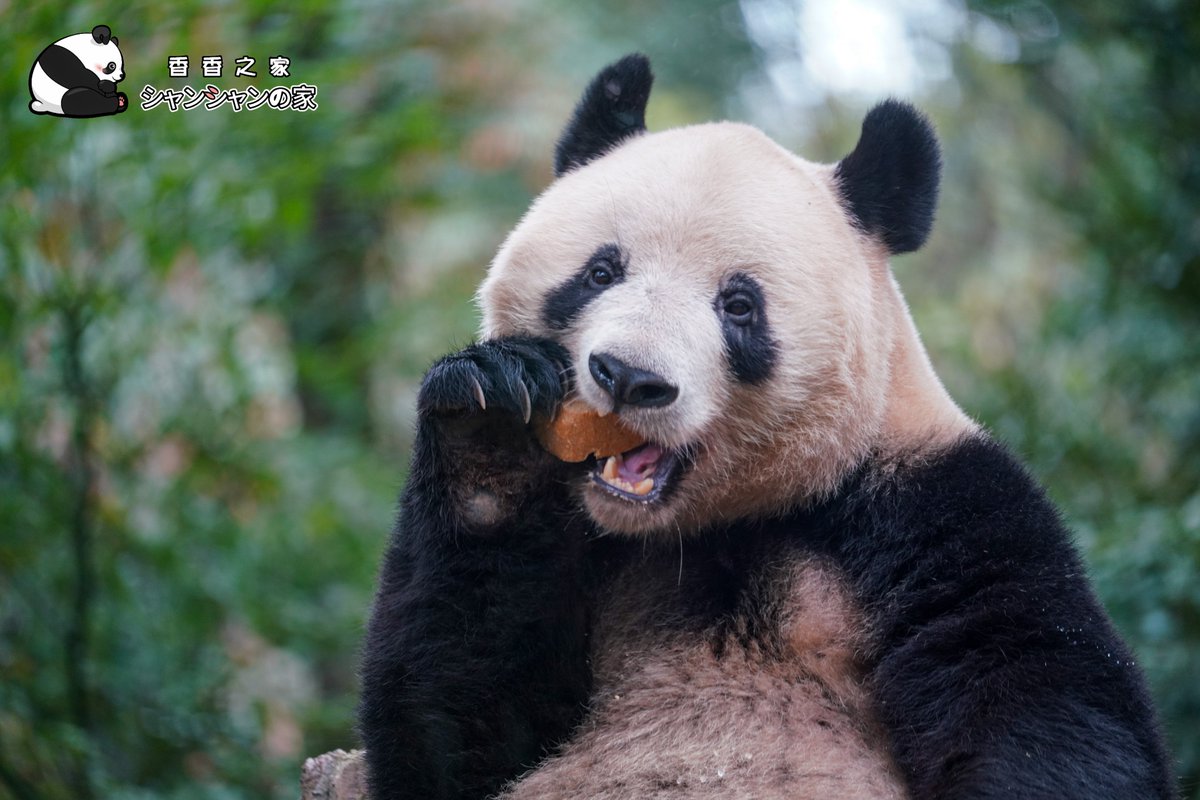 今日午後アフタヌーンティのおリンゴとお団子はおいしくて、お姫様は