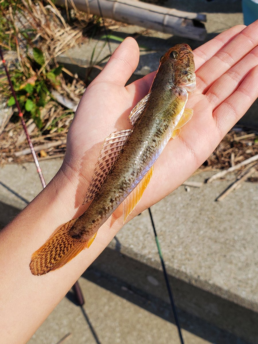 ひーちゃん絵日記 (@hi_PictureDiary) / Posts / X