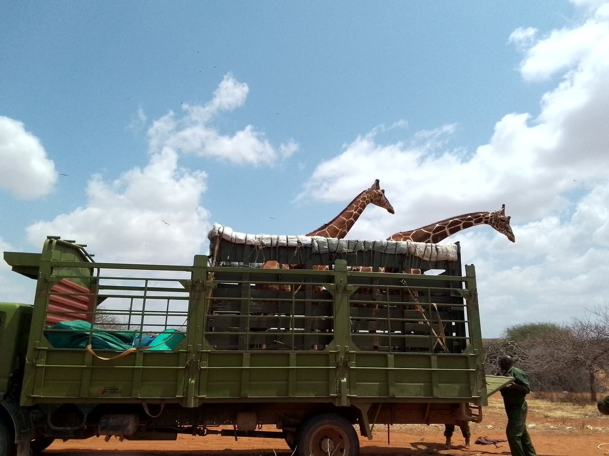 KWS has illegally moved 2 orphaned Somali giraffes from Wajir to a private sanctuary in Nanyuki. No consultation. No approval. No law followed.

Their mothers were killed by poachers. The community rescued and raised them for years. Instead of supporting them, KWS removed them