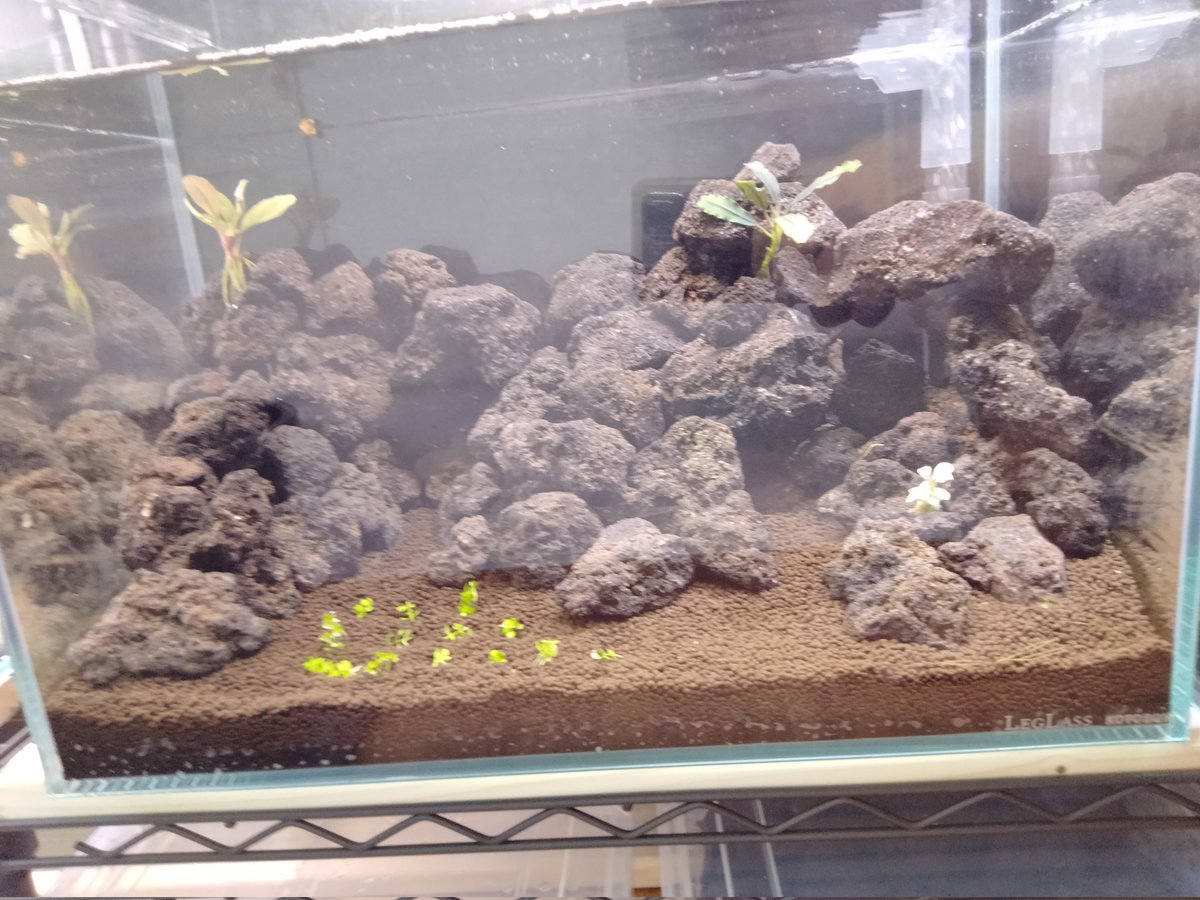 64 ブセファンドラ pygmaea var marble6株まとめ袋 64 ブセファンドラ