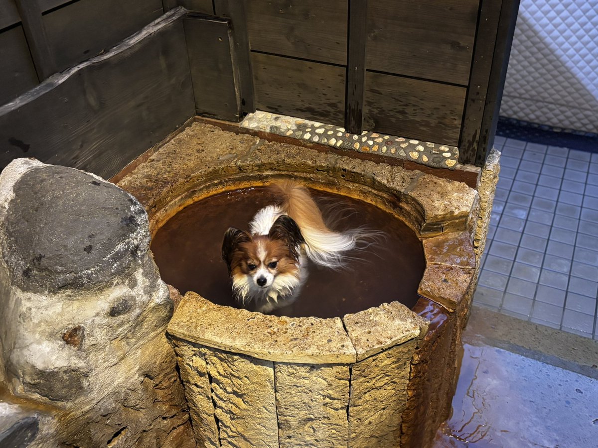 鹿児島にきてます⸜(๑⃙⃘'ᵕ'๑⃙⃘)⸝⋆︎*
犬用の温泉♨️