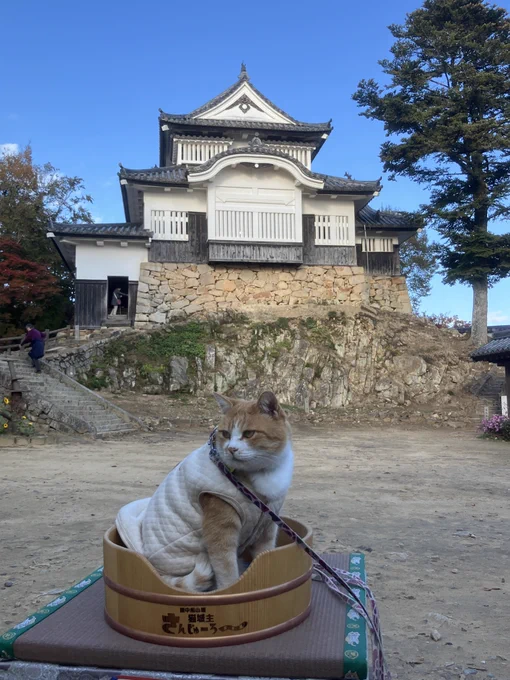 2017年時に来た時はいなかったんですが猫の城主がいてタイミングよく城前に来てくれてました。係員の人から聞いたところ2018年から居着いたそう。お勤めご苦労様だにゃん。 