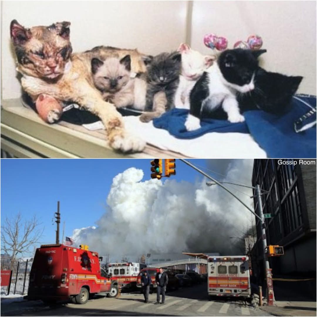 🚨 En 1996, Scarlett, une chatte de Brooklyn, est devenue un véritable symbole de courage. Lorsqu’un incendie a ravagé le garage où vivaient ses cinq chatons, elle a risqué sa vie à cinq reprises pour les sauver un à un des flammes. 

Gravement brûlée, elle s’est effondrée