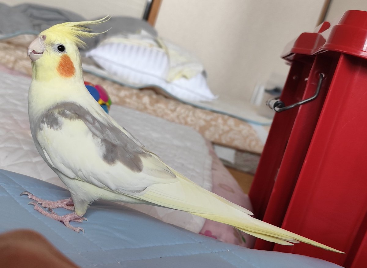 私事ですが、月末に引っ越しで、忙しくなってます📦️
パスタ様と住んでから、4回目の引っ越しです🫨
※引っ越しは飼い主の事情です※
次で最後の引っ越しになりそうで、1番パスタ様に良い環境になりそうです♥♥