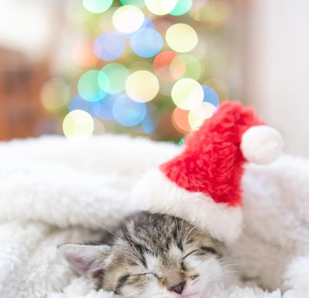 KMarcisenu74871's tweet image. Christmas countdown 🤪