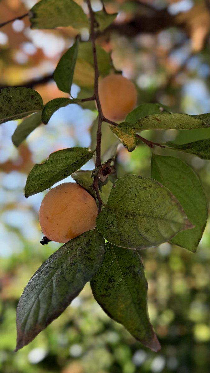 げん@さけのさかな on X