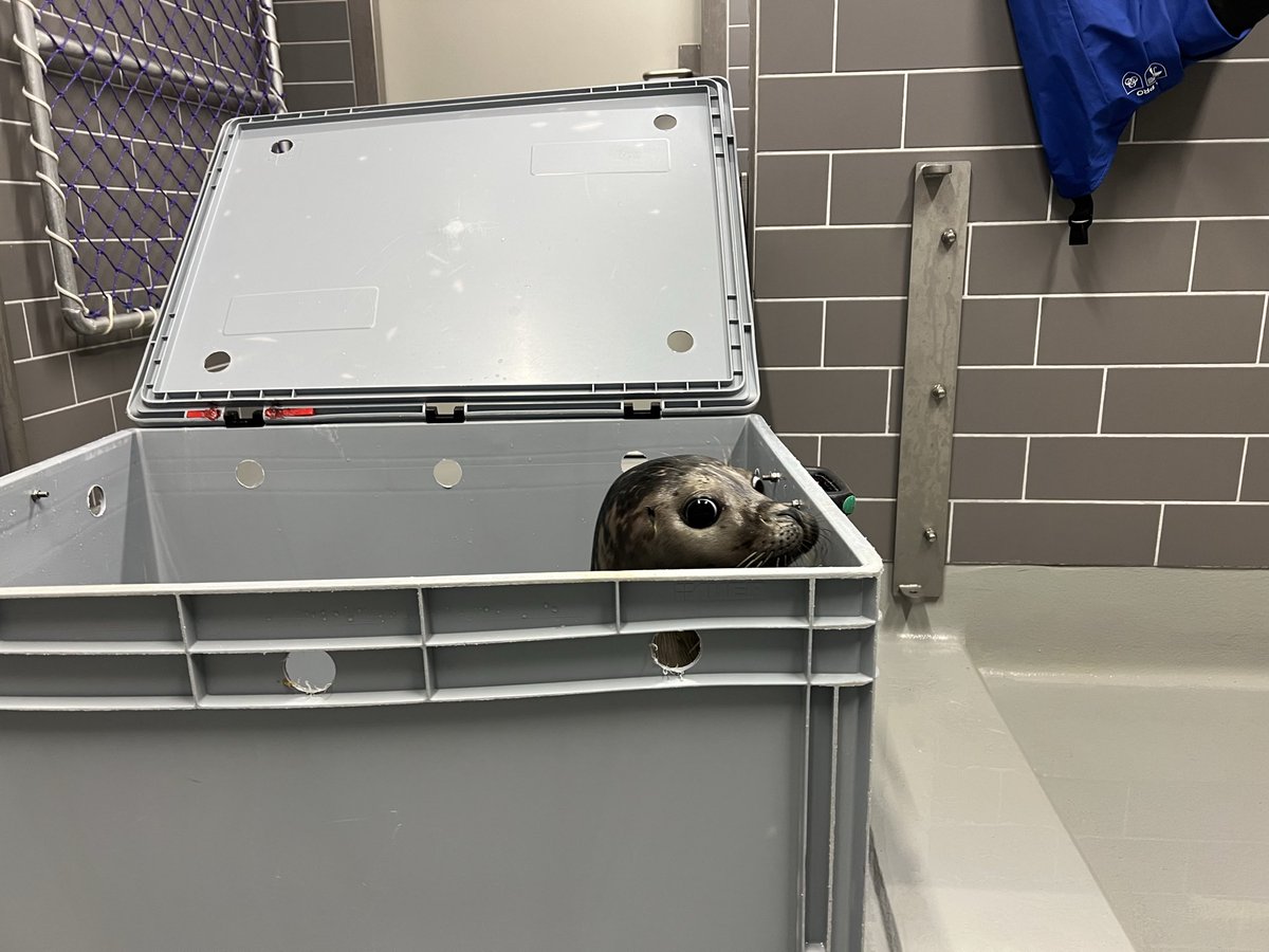 renapoly_93's tweet photo. ⚖️Weighing day for #Anton!
He is feeling a lot better and hopefully will go out soon! ☀️
#アザラシ幼稚園 #sealslive
#WECWaddenzee #zeehondencetrum https://t.co/OlMQjABD7L