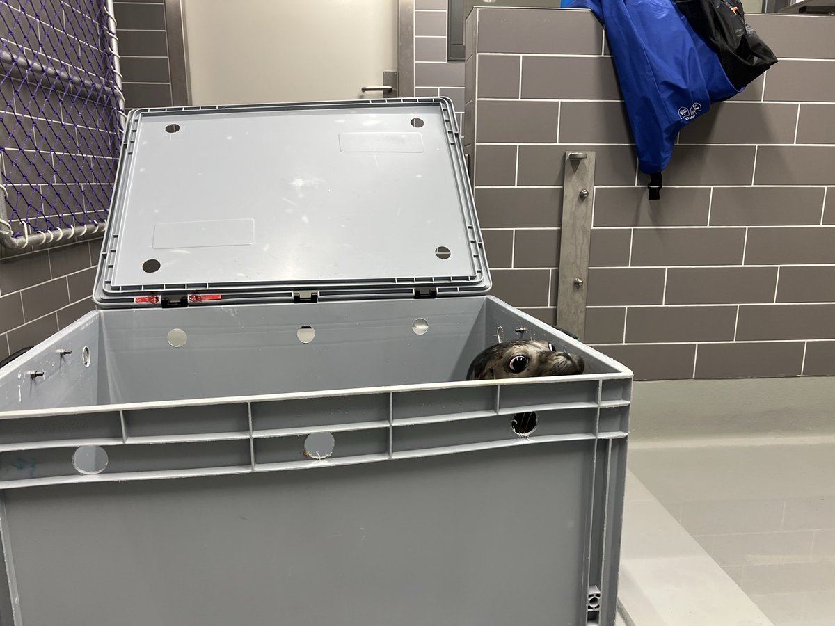 renapoly_93's tweet photo. ⚖️Weighing day for #Anton!
He is feeling a lot better and hopefully will go out soon! ☀️
#アザラシ幼稚園 #sealslive
#WECWaddenzee #zeehondencetrum https://t.co/OlMQjABD7L