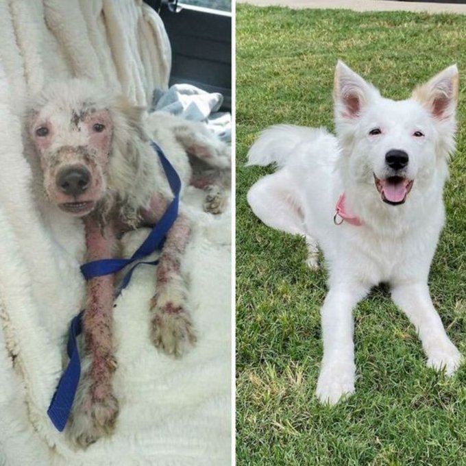 _XDogs's tweet image. Before and After rescue 💞
