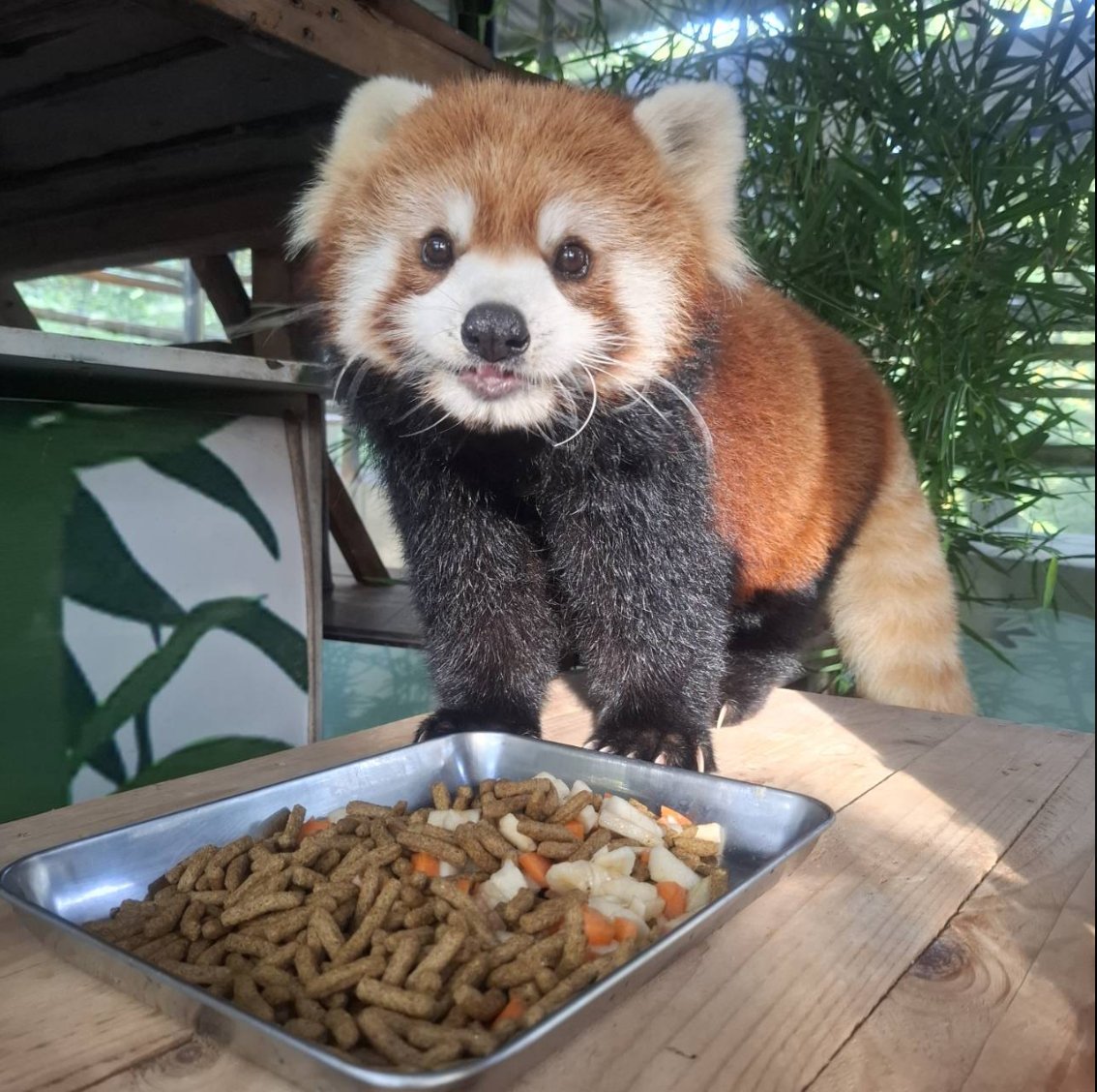 Meet Hashi and Hana, <a href="/KhaokheowZoo/">สวนสัตว์เปิดเขาเขียว Khao Kheow Open Zoo</a> newest addition Red Pandas!
Left: Male Hashi
Right: Female Hana

ca:
AK6tvam2anzoLSyB9CSxuDWuz2WmYDGqFk8NV3RYpump

x.com/KhaokheowZoo/s…