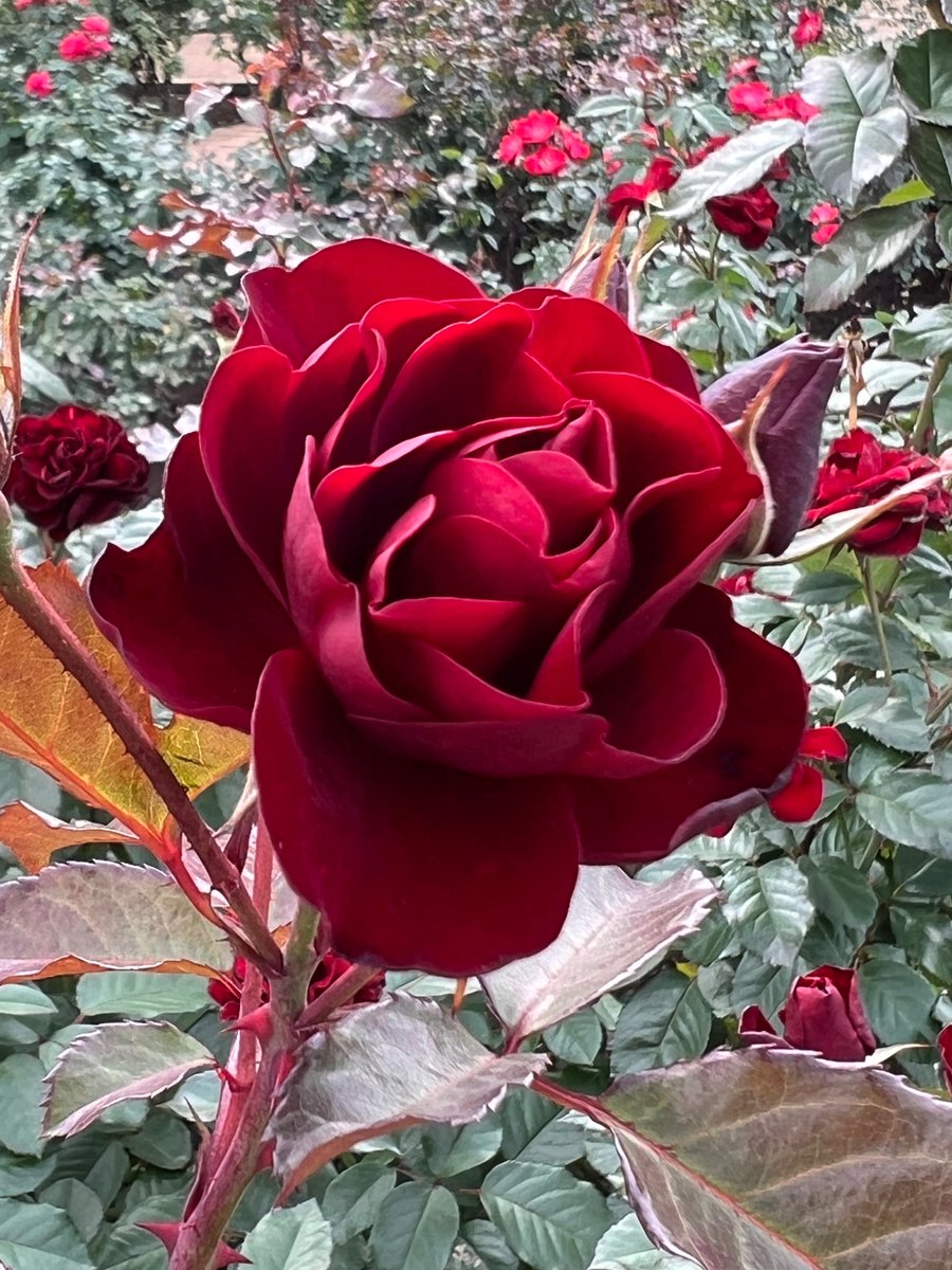 うるにゃん on X