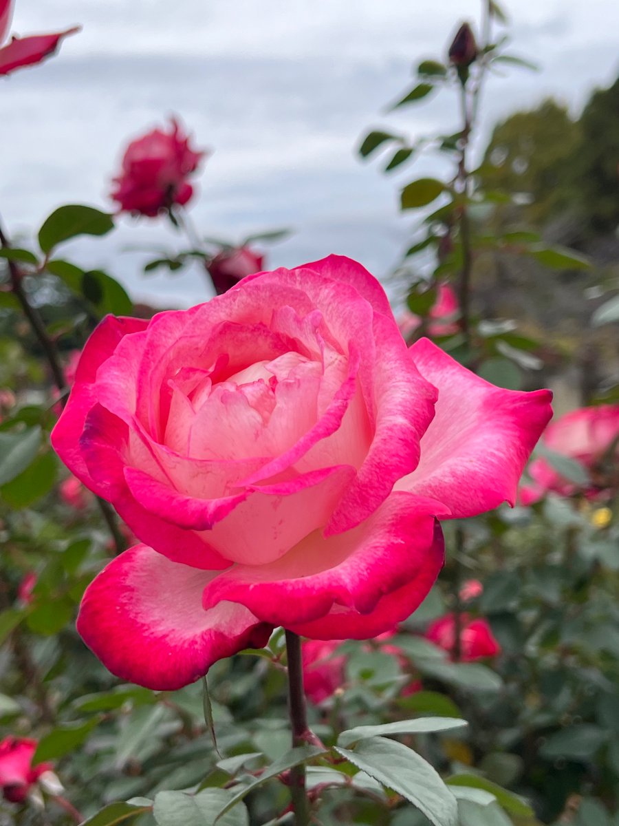 うるにゃん on X