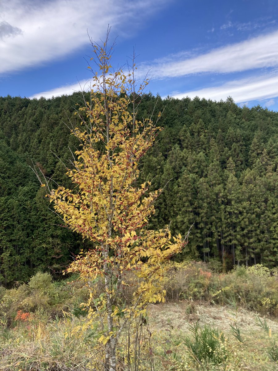 山採り　アオハダ　/ 587 山採りアオハダ＆アオダモ 樹木販売専門店 - 雑木のBOSCO