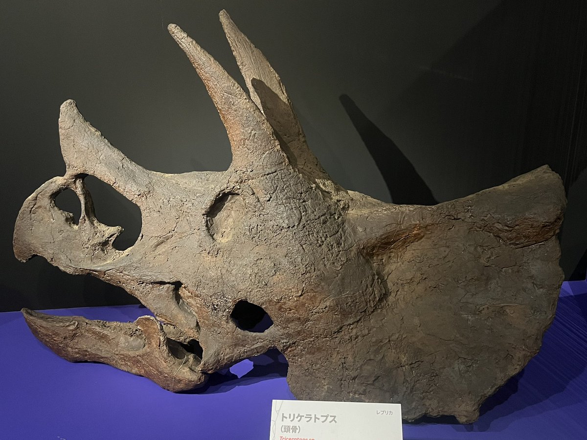 博物倶楽部（公式） on X