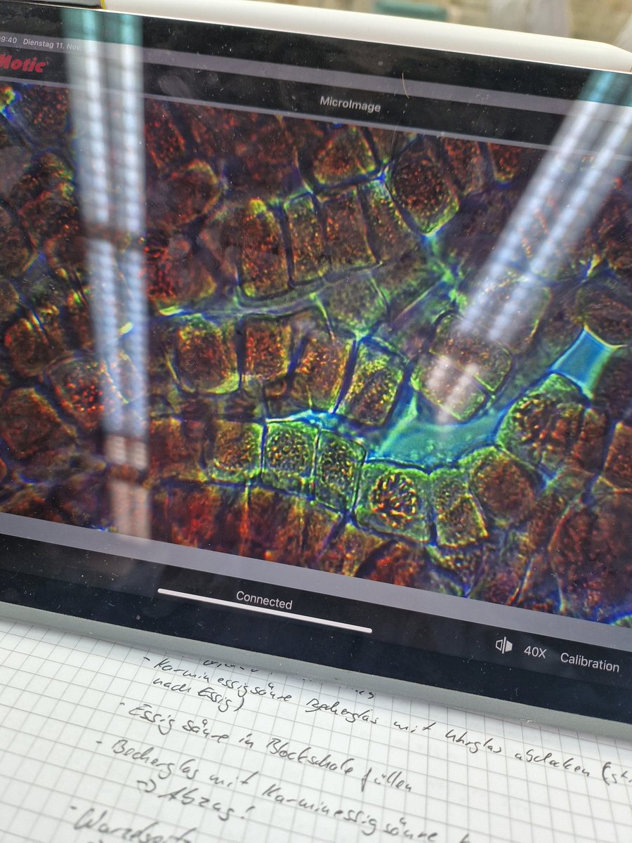 wir suchen mitosephasen