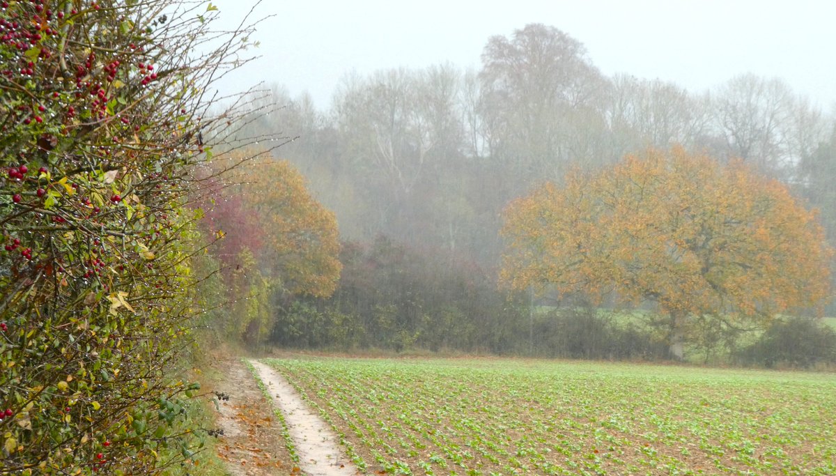 Today is Martinmas 🧡
'St Martin's summer' is the name for mild weather at this time of year &amp; when Shakespeare's Falstaff is called 'the martlemas' (2 Henry 4) - an old name for the day - it suggests this mellowness, as well the prodigious feasting of the festival🍂🐂💛🧡