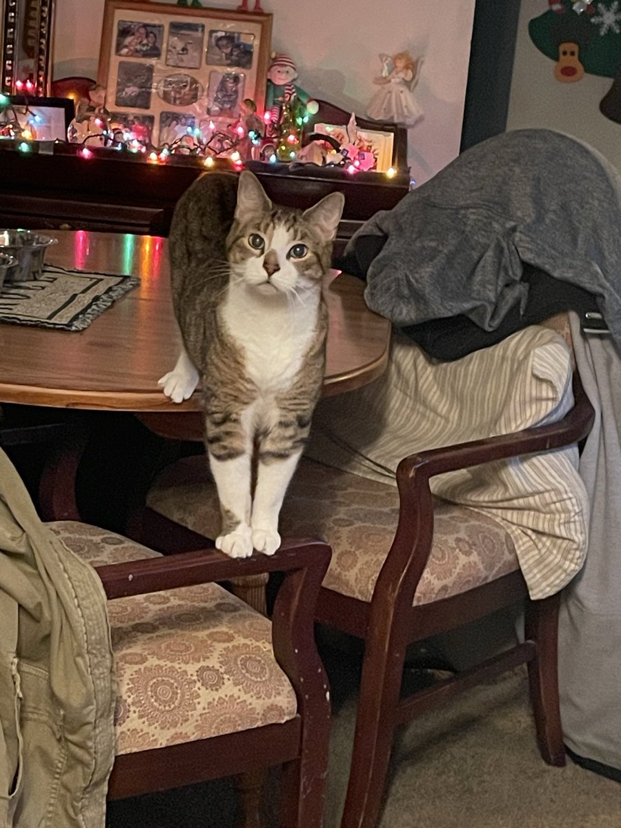 The Thightanic tweet media