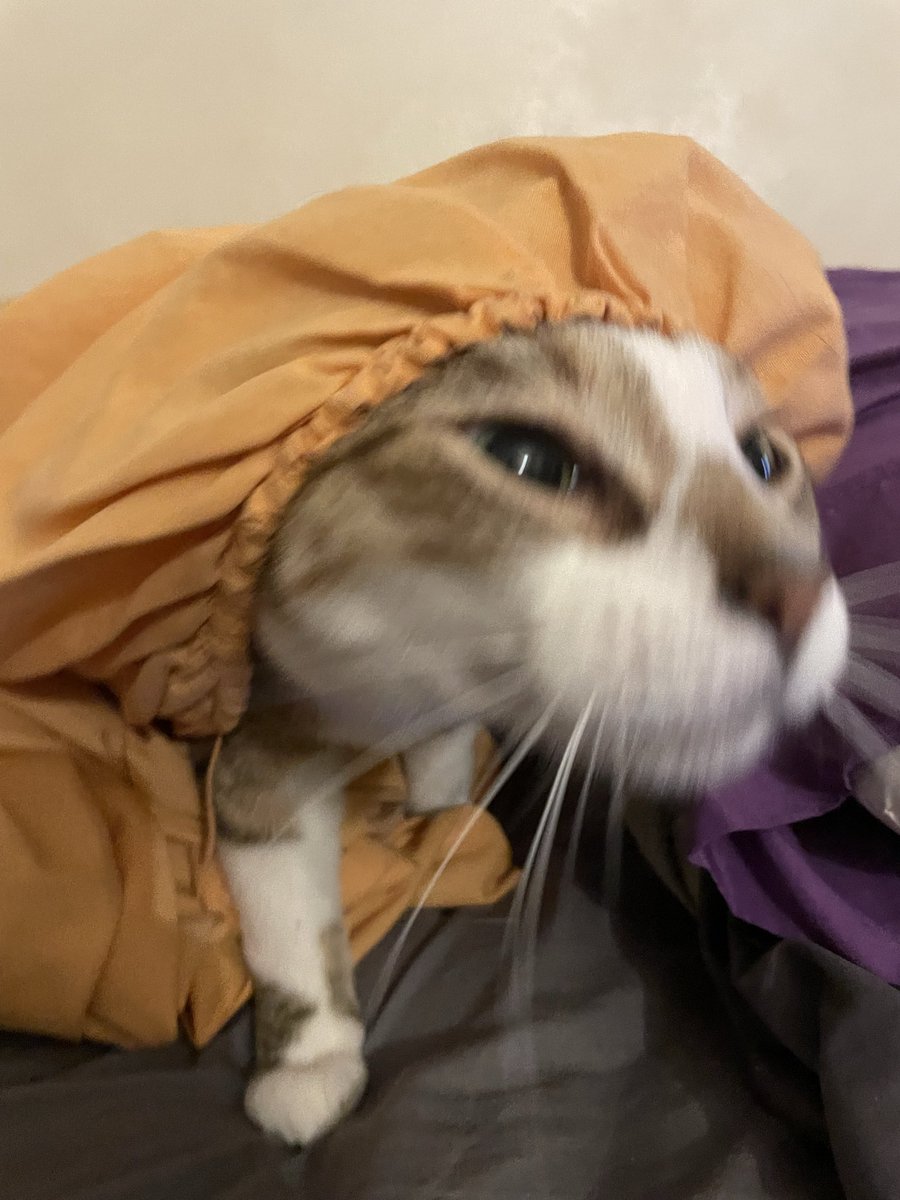 The Thightanic tweet media