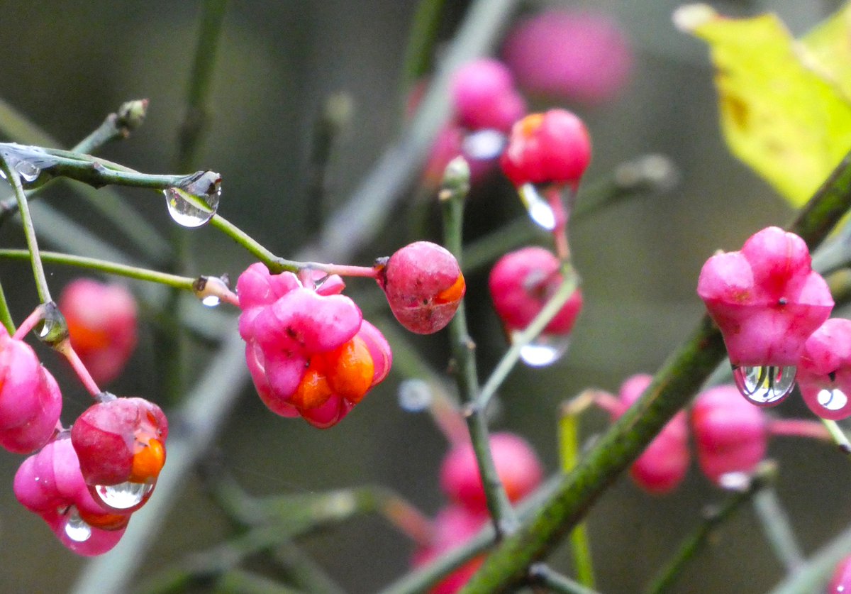 The joy of spindle berries - a shock of hot pink and orange in the November hedgerow🩷🧡🤎
They hang from thin, straight branches, once used to make spindles  - hence the name🩷
In the language of flowers spindles mean 'your charms are engraven on my heart'💗