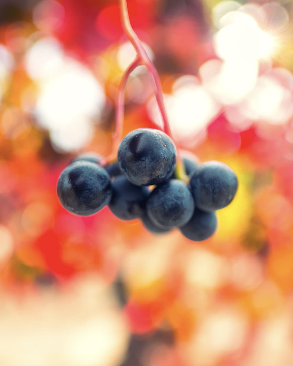 Bodegas Muriel tweet media