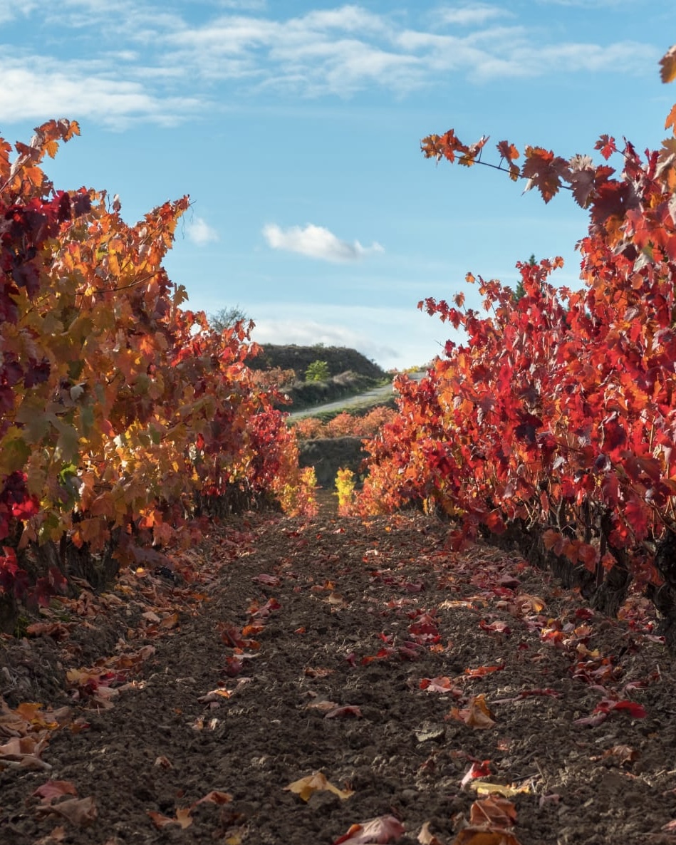 Bodegas Muriel tweet media