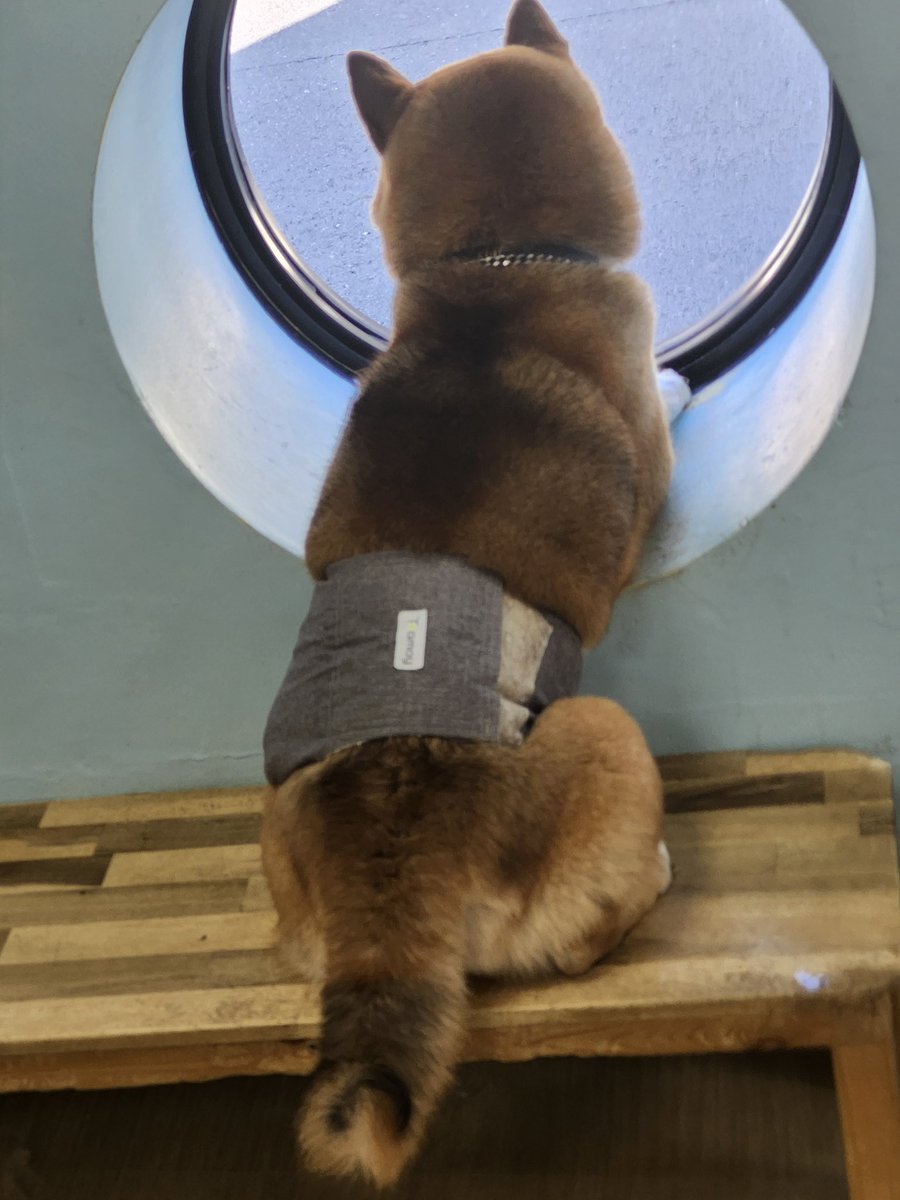 Dogs&CatsCafe月と太陽 (@tukitai_0605) / Posts / X