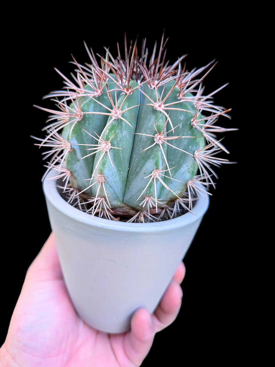 drybizarre's tweet photo. Melocactus azureus
青っぽく育つアズレウス
メロなので早く花座ができないか待ち遠しい🙂
#メロカクタス
#Melocactus
#サボテン https://t.co/gvPLX2VnEm
