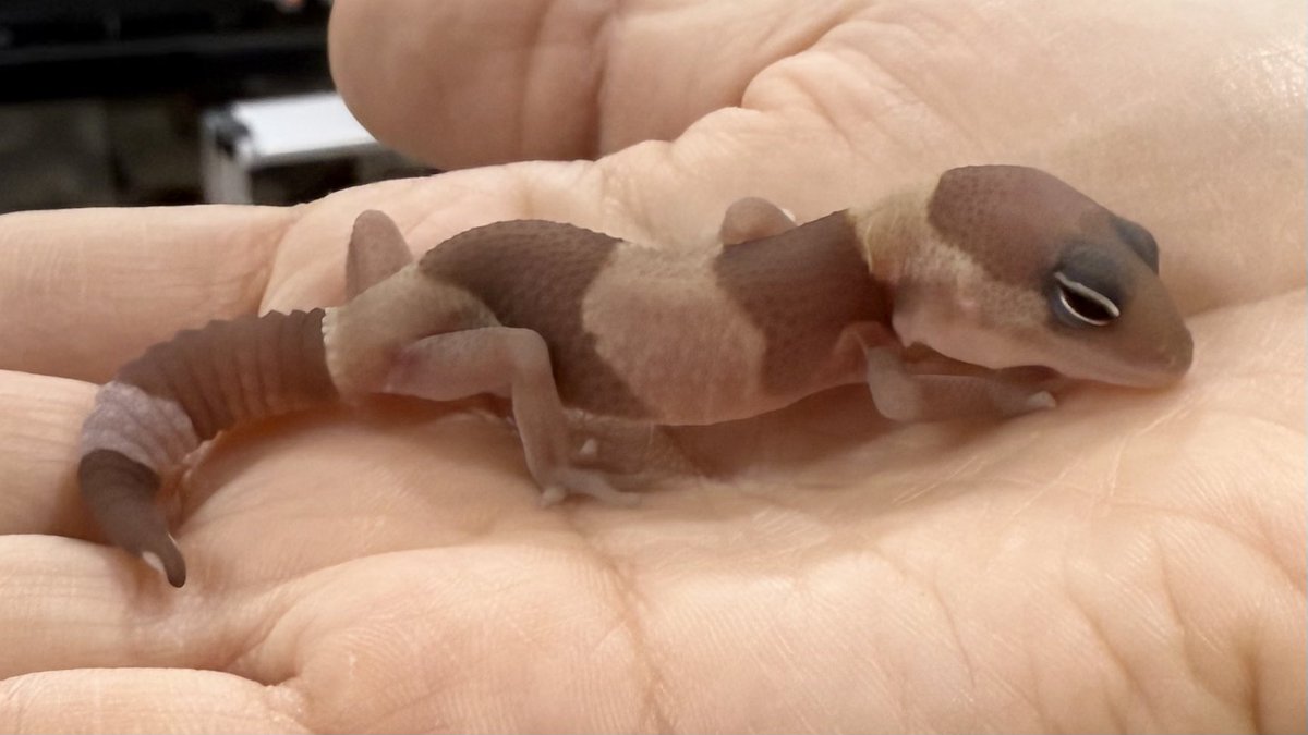 ニホンジカ♂毛皮　23-1 ニホンカモシカ 毛皮