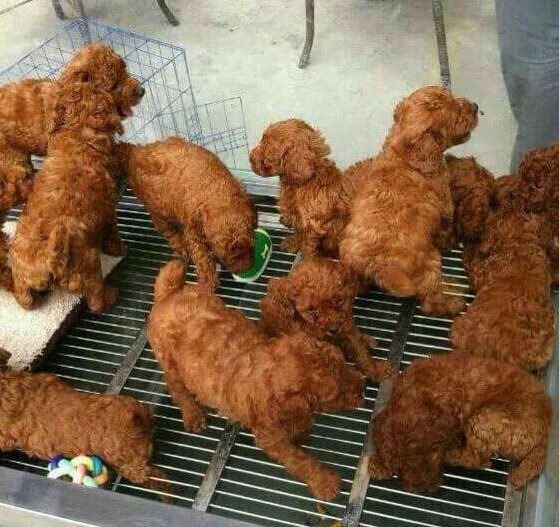 Poloolpp's tweet image. my fatass thought this was fried chicken 😭😭