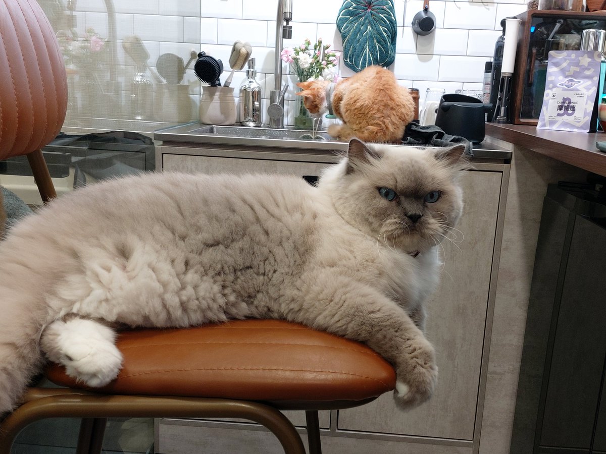 rinmeow_vtber's tweet photo. 今晚要面對成績了
wtf https://t.co/Cn9y5iv84Y