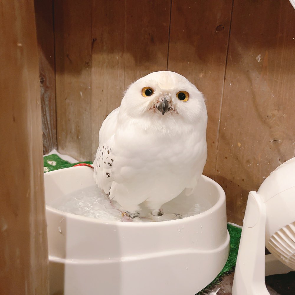 ふくろうの里 Owl Village on X