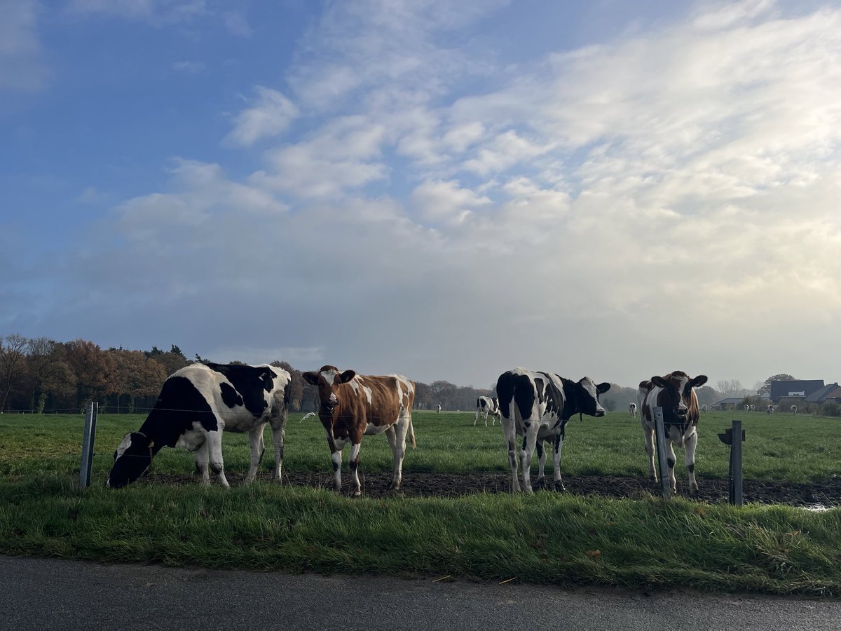 Dichterjurist (@dichterjurist) on Twitter photo 