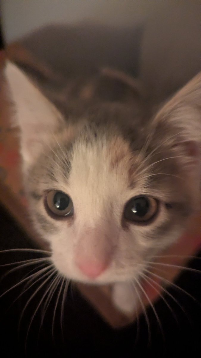 tourmaline_tree's tweet image. my present to the world is my cat pardo