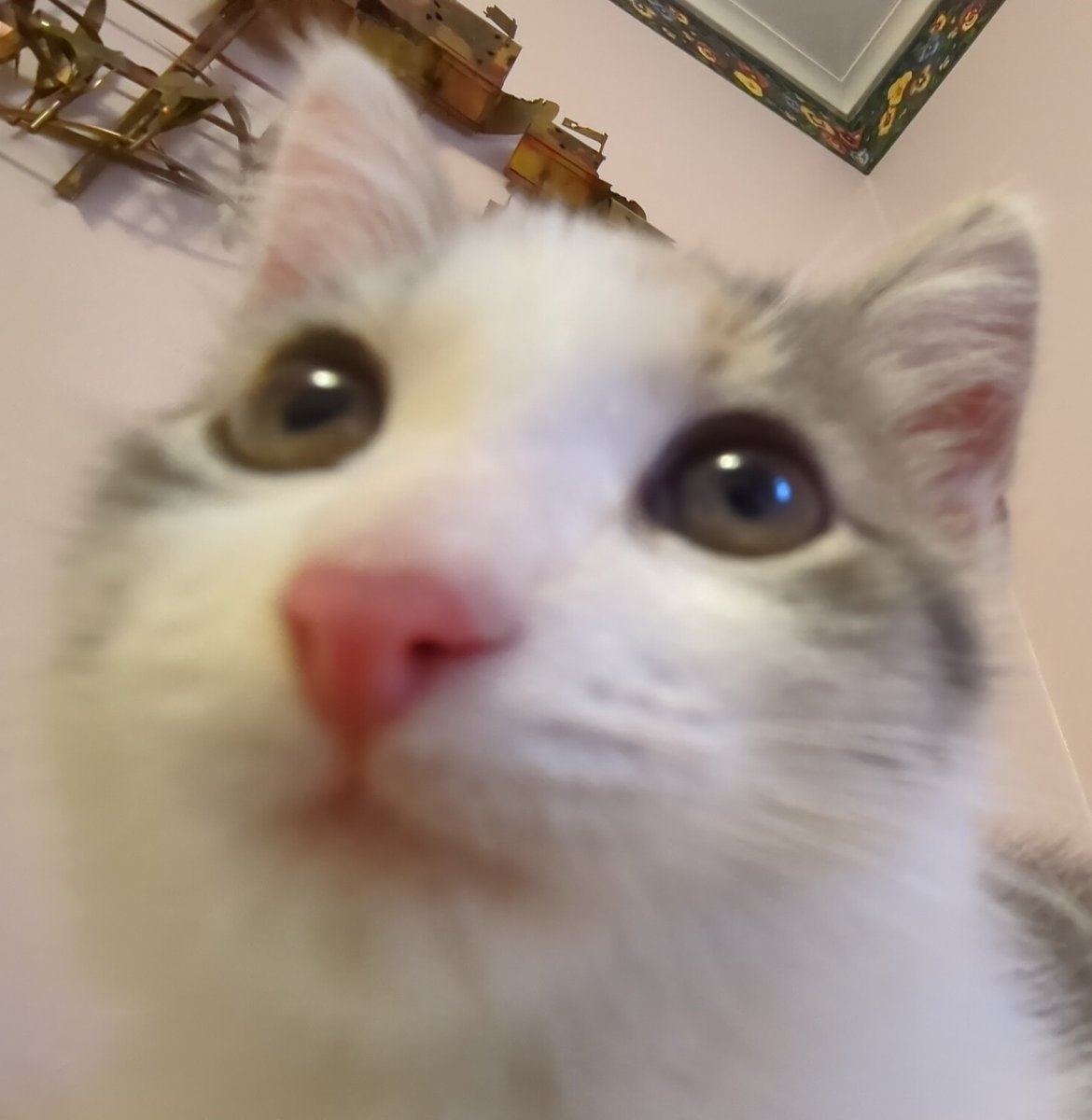 tourmaline_tree's tweet image. my present to the world is my cat pardo