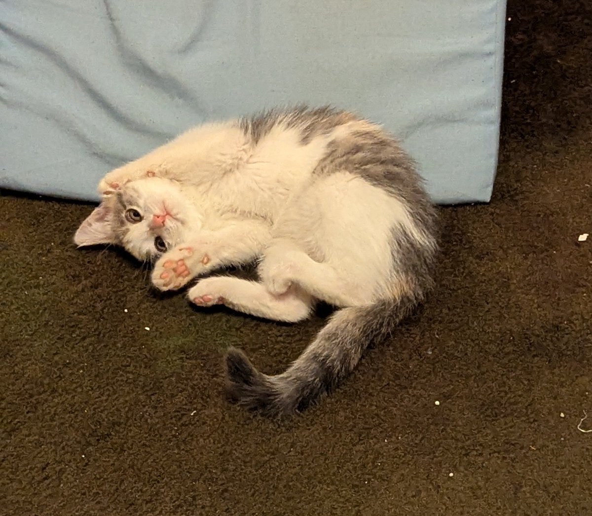 tourmaline_tree's tweet image. my present to the world is my cat pardo