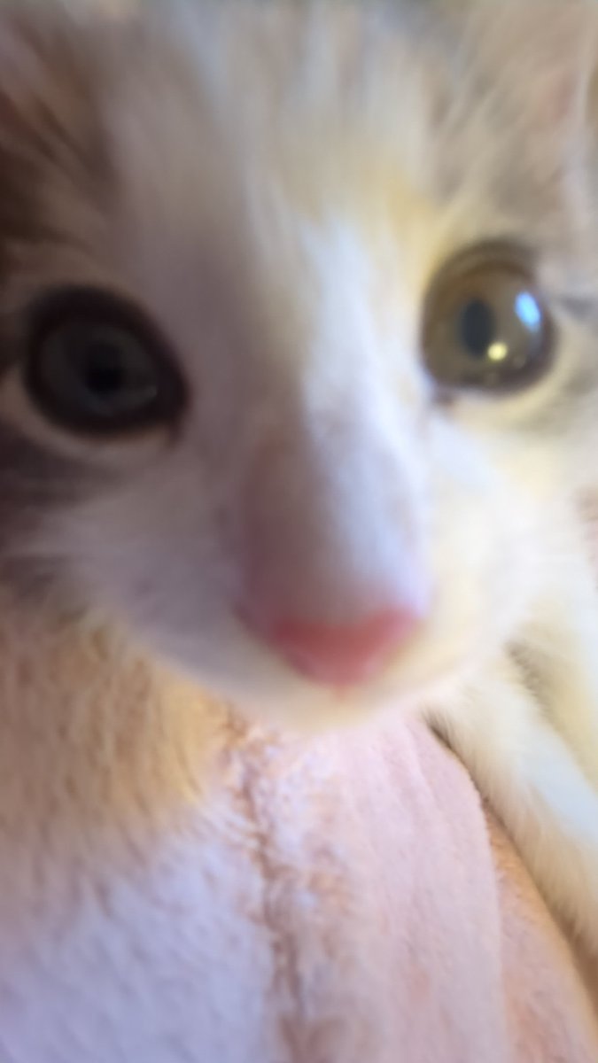 tourmaline_tree's tweet image. my present to the world is my cat pardo