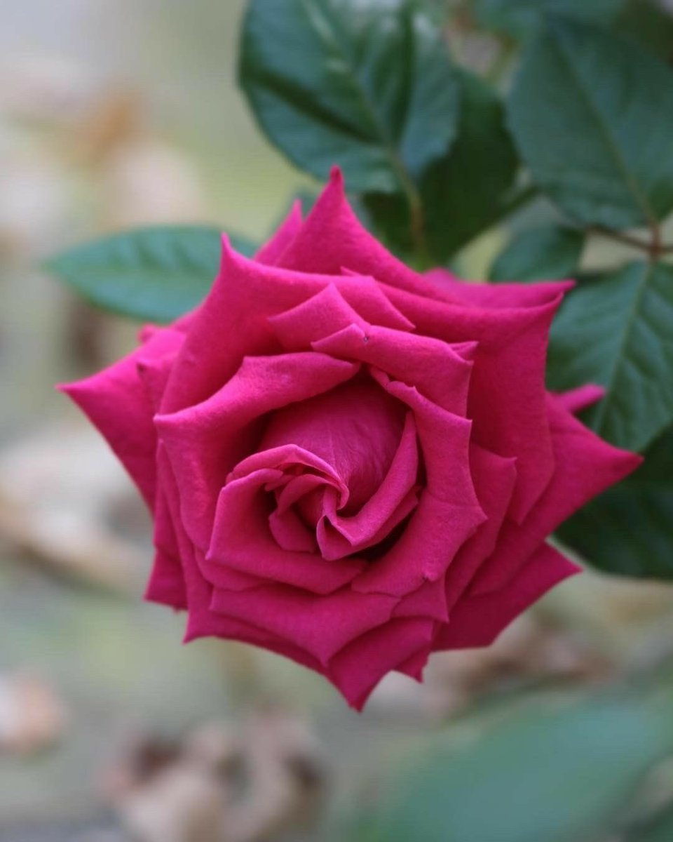 #مساء_الخير