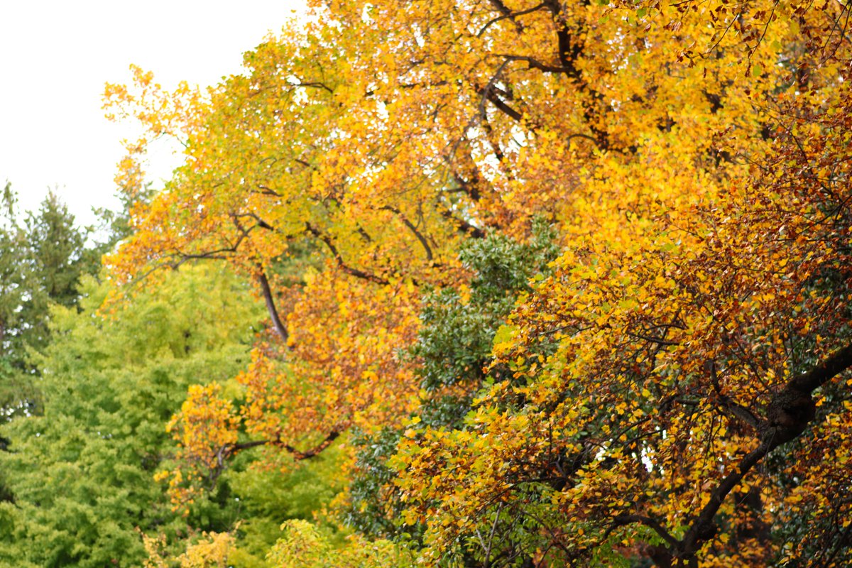 神代植物公園 【公式】 tweet media