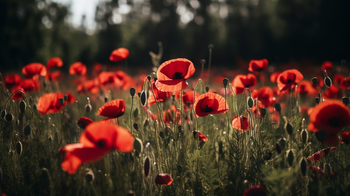 HIES_Scheme's tweet image. Today we pause to remember those who served and those who sacrificed #LestWeForget #RemembranceDay